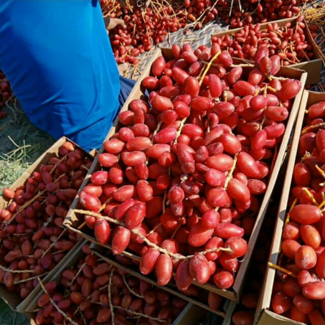 Jual Kurma Muda (Ruthab) | Shopee Indonesia