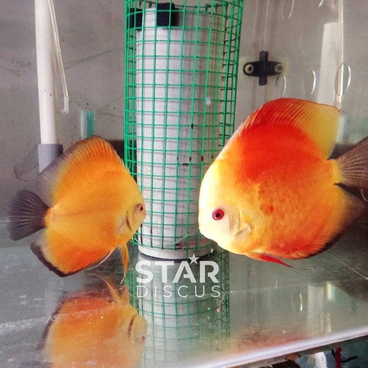 Jual Discus Pair (pasangan) Red Melon 5 inch dan Yellow 4 inch | Shopee ...