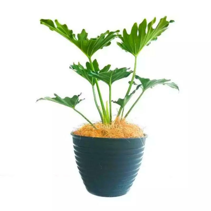 Jual tanaman hias pilo dendrum | Shopee Indonesia