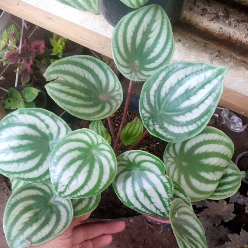 Jual watermelon rimbun | Shopee Indonesia