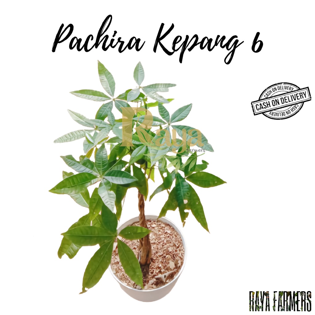 Jual Tanaman Hias Pachira Kepang 6 Pohon Pacira Kepang 6 Pacira