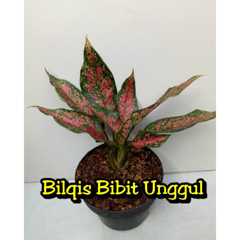 Jual bunga aglonema Ruby Garuda batik/Rubi garuda batik/Rubi batik ...