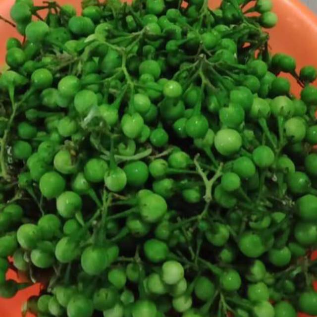 Jual Rimbang 100 gr | Shopee Indonesia