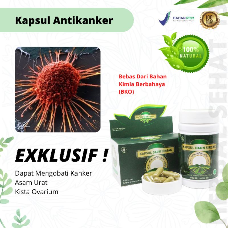 Jual Kapsul Daun Sirsak Segar Kering Obat Kanker Asam Urat Kolesterol