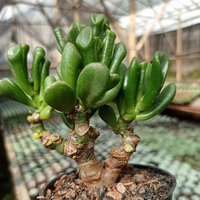 jual-crassula-ovata-gollum-bonsai-shopee-indonesia