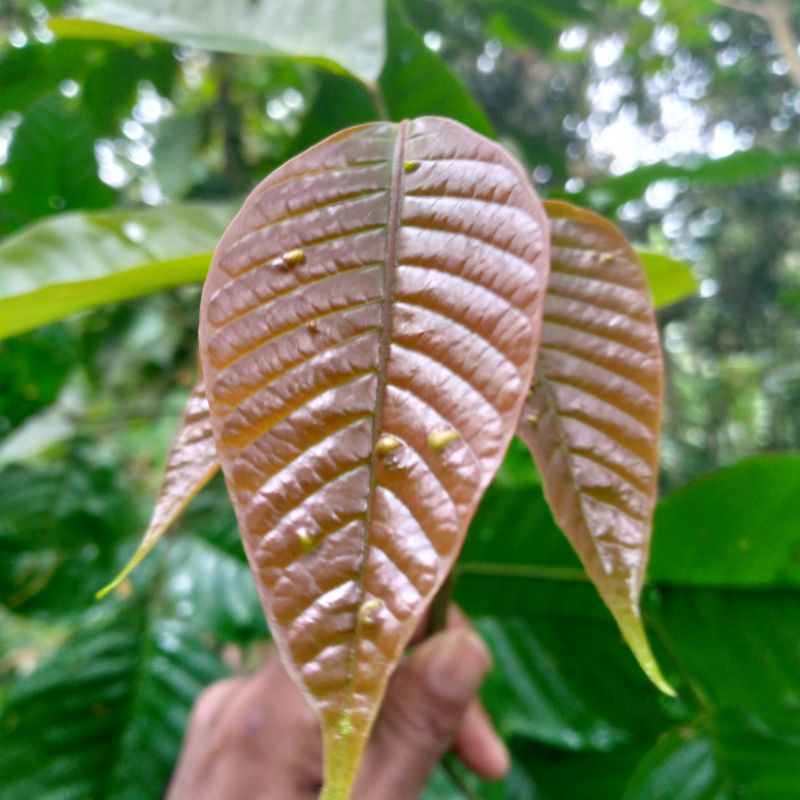 Jual pucuk daun kecapi muda segar 250 grm | Shopee Indonesia