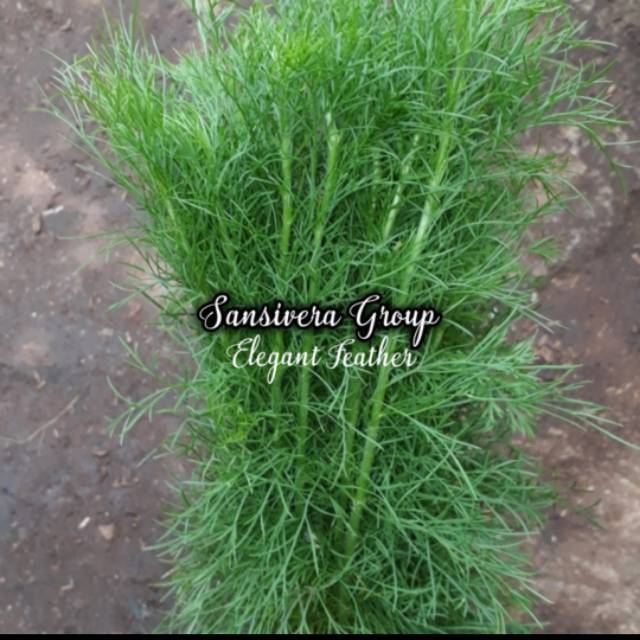 Jual Tanaman Pagar Elegant Feather / dill / daun adas hutan | Shopee