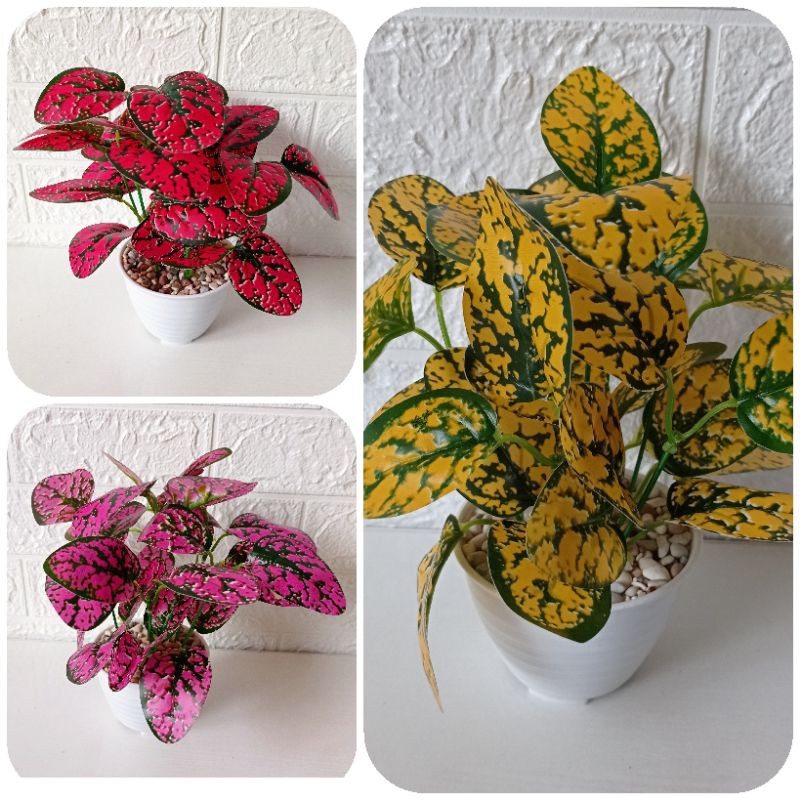 Jual Rangkaian daun hias hipotes warna warni pot 10 cm | Shopee Indonesia