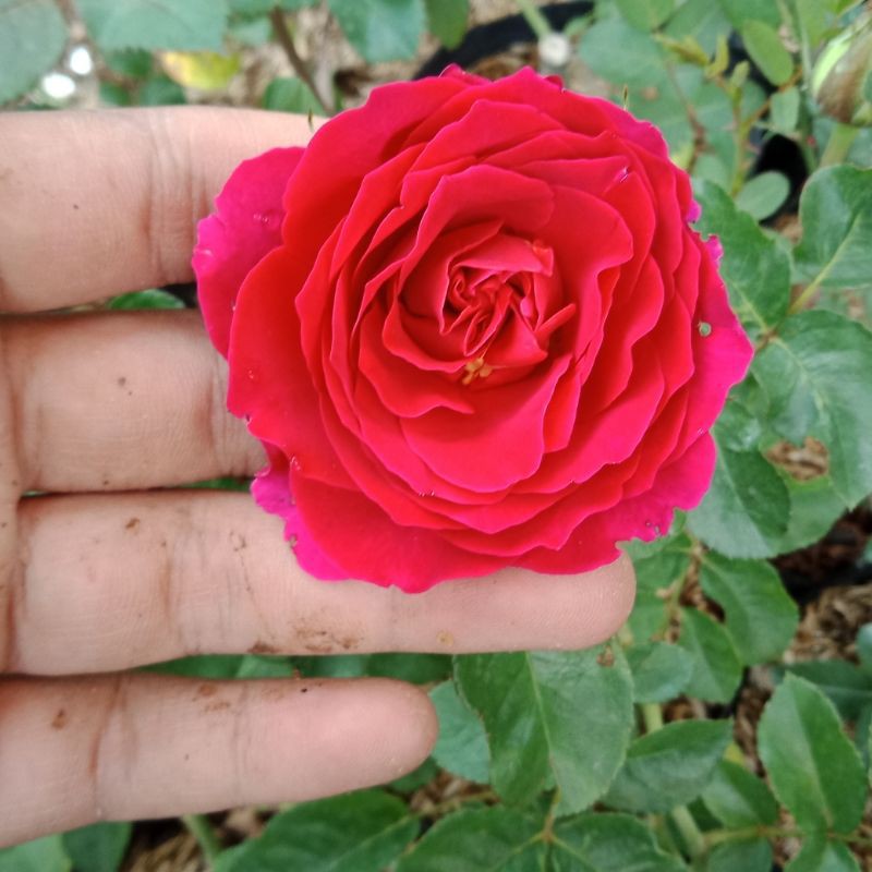 Jual Bibit Bunga Mawar Import Premium David Austin/Kate Rose/Pink Fanta ...