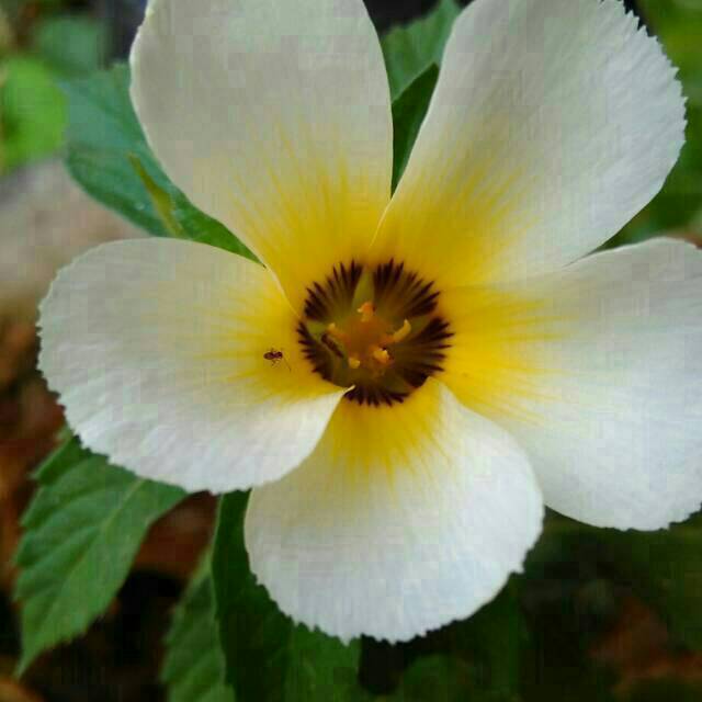 Jual Tanaman hias bunga yolanda/butter cup | Shopee Indonesia