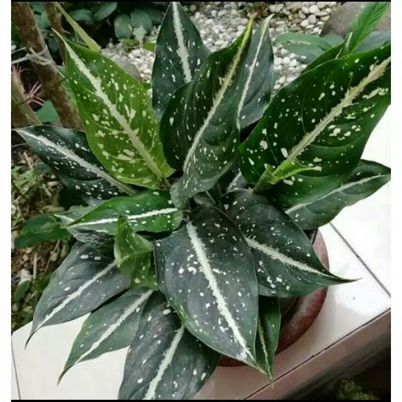 Jual pohon srikit rumpun bisa grouping | Shopee Indonesia