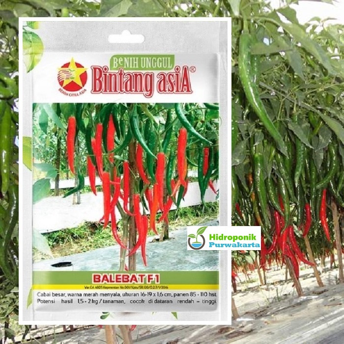 Jual Benih Cabe Cabai Besar Hibrida BALEBAT F1 Isi 150 Biji Cap Bintang ...