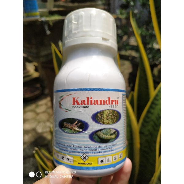 Jual KALIANDRA 482EC 200 ML Insektisida Belalang dan Ulat Grayak ...