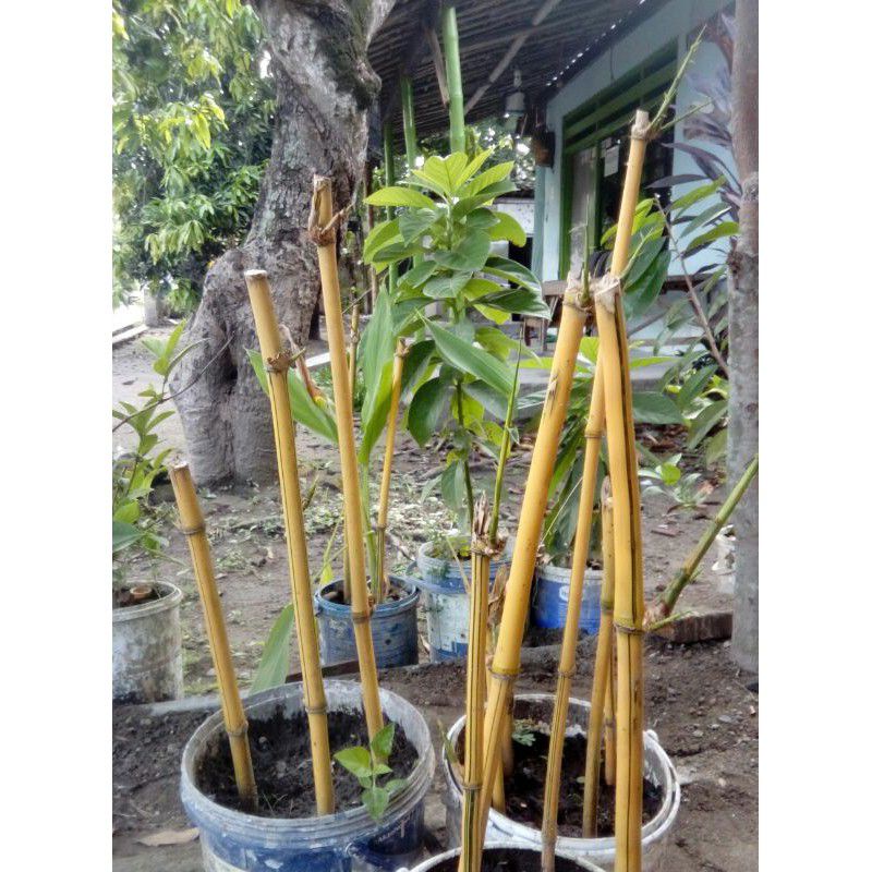 Jual bambu kuning penangkal setan belek | Shopee Indonesia