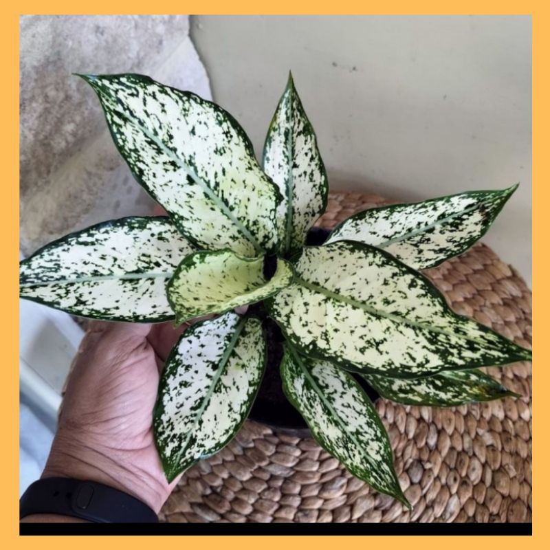 Jual (TERLARIS) Tanaman Hias Aglonema Snow White/Aglaonema Snow White ...