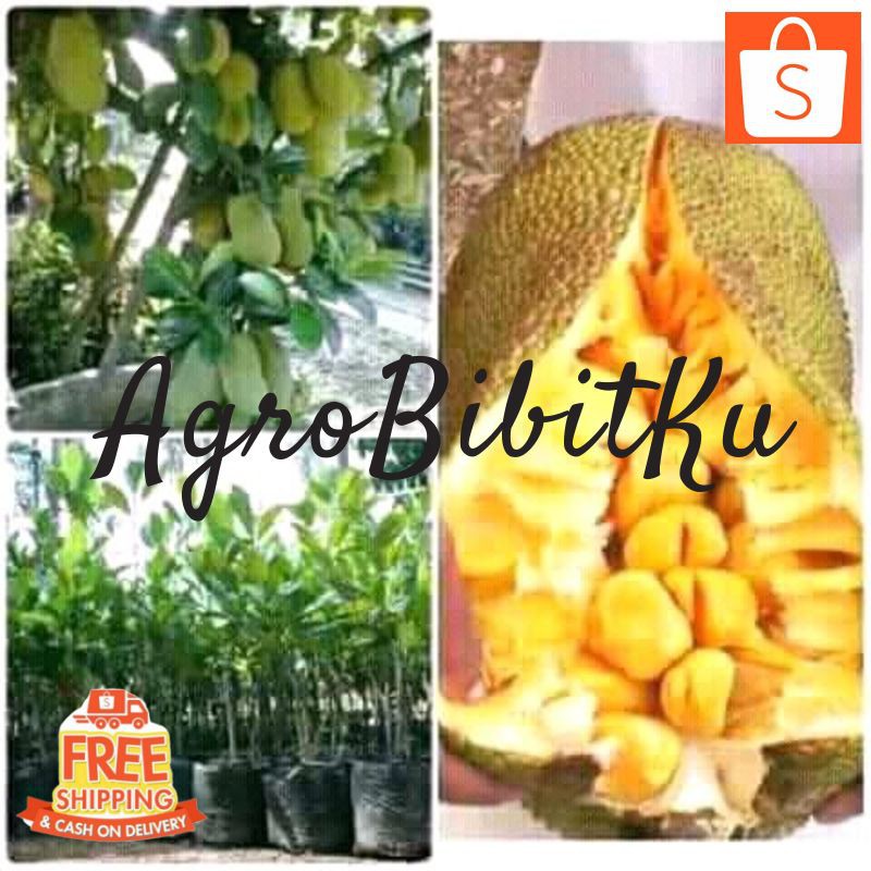 Jual PAKET 10 BIBIT TANAMAN NANGKADAK TANAMAN BUAH CEMPEDAK SANGAT ...