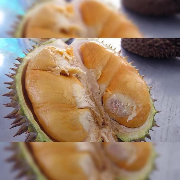 Jual Pusat Benih Tanaman Bibit Durian Bawor Mas Kaki 3 Tiga Pohon