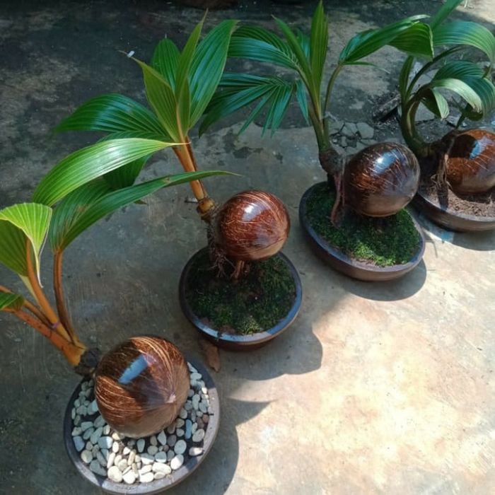 Jual Pohon kelapa kuning bonsai-tanaman hias kelapa kuning | Shopee