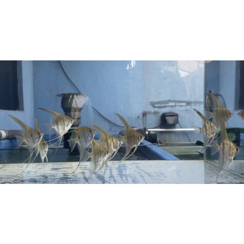 Produk Velgen Fish | Shopee Indonesia