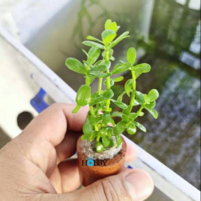 Jual Tanaman Kopa-Kopa | Shopee Indonesia