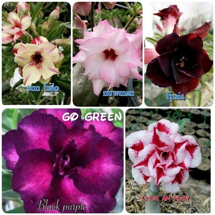 Jual Paket Jenis Tanaman Hias Adenium Kemboja Jepang Bibit Bunga Adenuim Terlaris Shopee