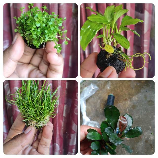 Jual Paket taneman 4 jenis media wabikusa tanaman aquascape | Shopee ...