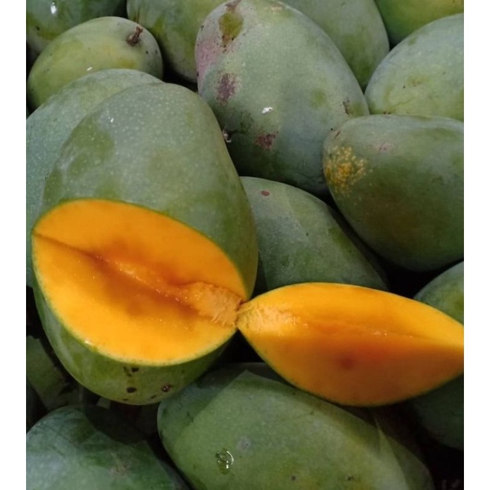 Jual Mangga Harum Manis 1kg Freshbuah Mangga Harum Manis Fresh Shopee Indonesia 