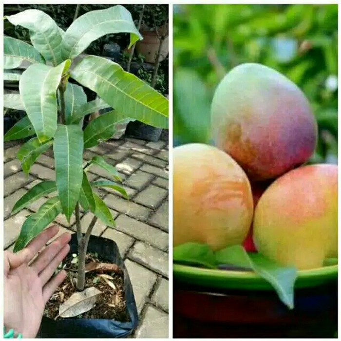 Jual Terlaris Bibit Tanaman Buah Mangga Agrimania Super Unggul Super