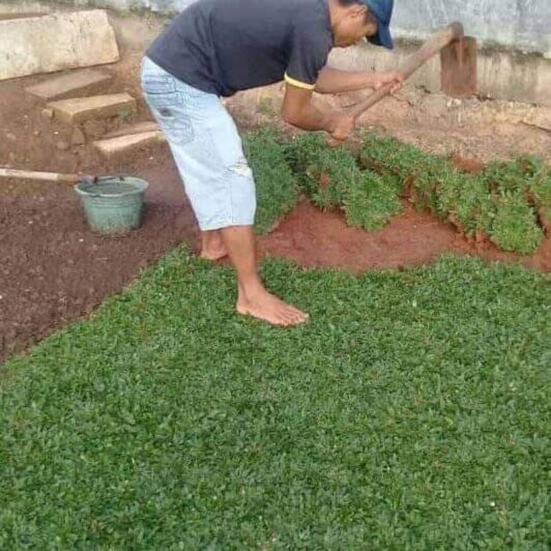 Jual jual rumput gajah mini taman satu meter pul | Shopee Indonesia