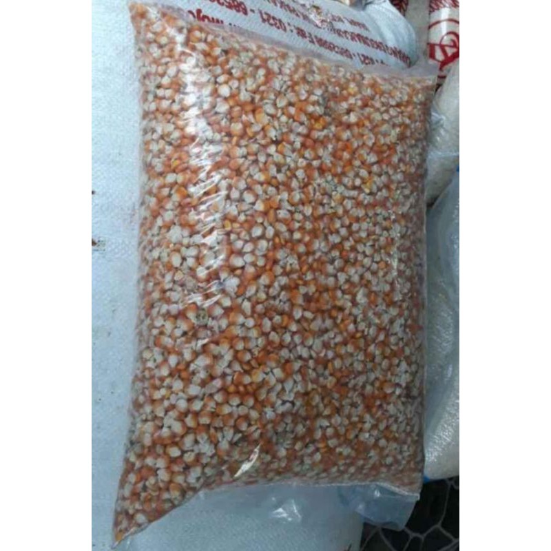 Jual Jagung Pipil Kering Besar Kg Shopee Indonesia