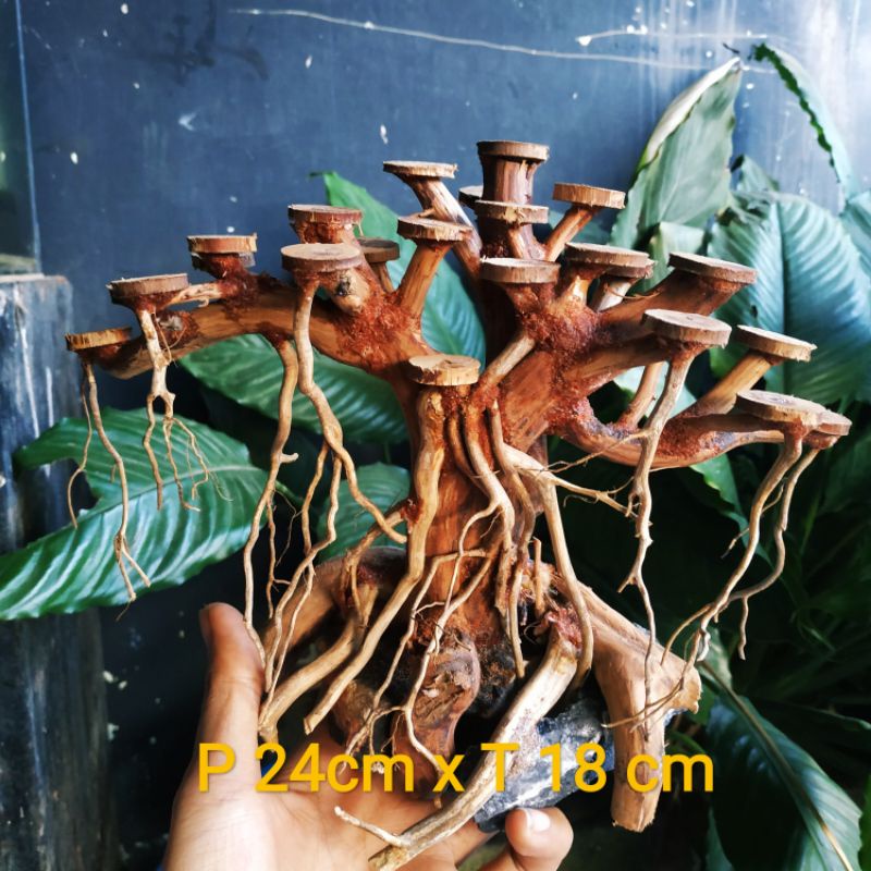 Jual Bonsai Beringin Aquascape Shopee Indonesia
