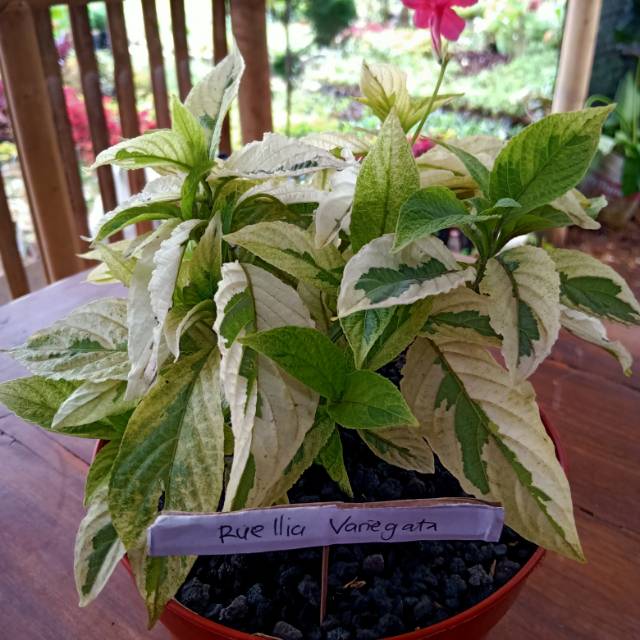 Jual Ruellia variegata | Shopee Indonesia
