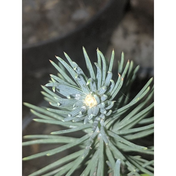 Jual pinus hitam jepang (japanese blackpine) varian senjumaru | Shopee ...