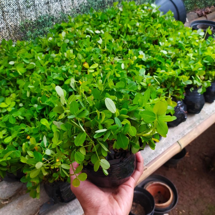 Jual paket 500 pohon kacang-kacangan - kacang Landep - arachis pintoi ...
