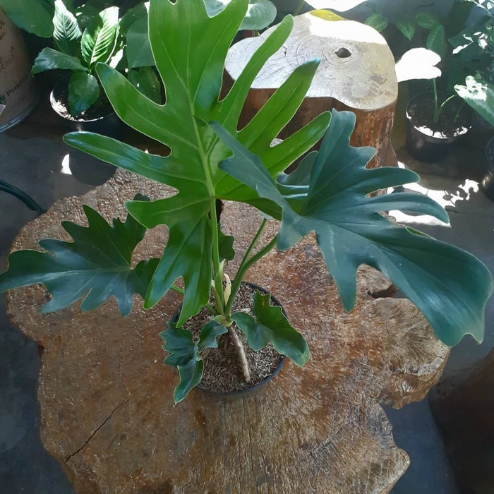 Jual Tanaman Hias phillo dendrum/phillo jari ukuran 40/80cm | Shopee ...