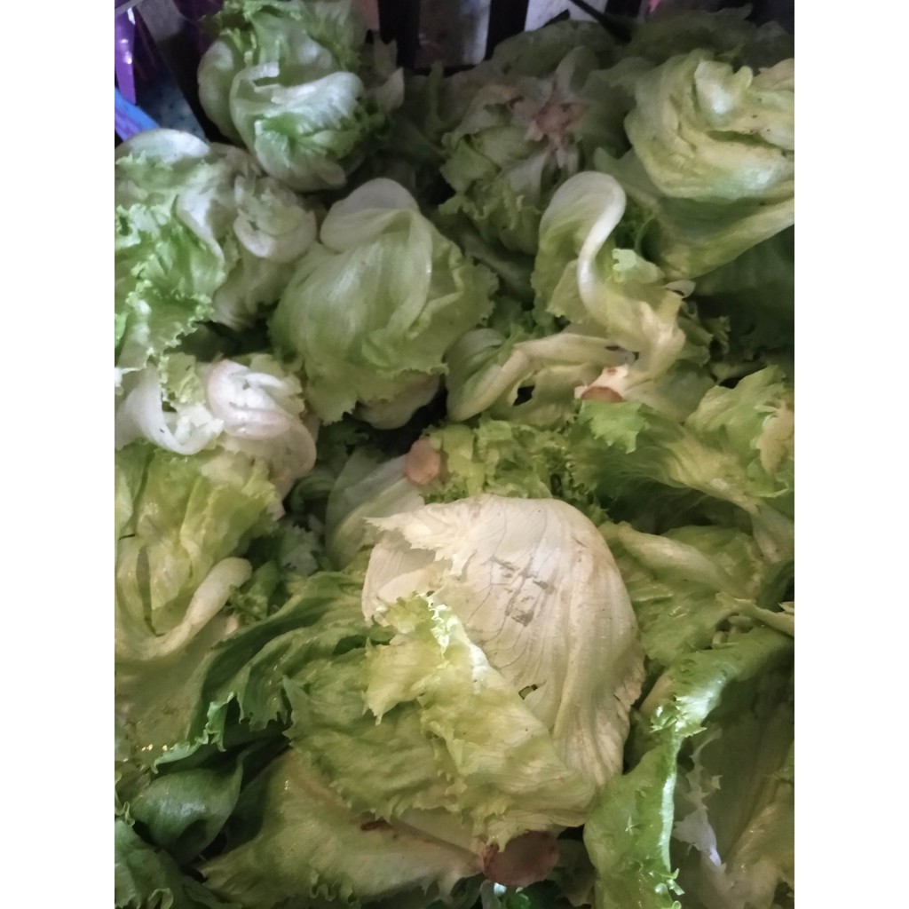 Jual Letuce~Romaine Lettuce~Lactuca sativa Minim order 4 @ 500gram ...