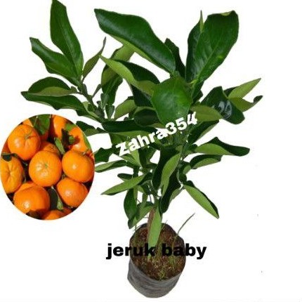 Jual BIBIT JERUK BABY 1 METER // JERUK BEBI // BEBY | Shopee Indonesia