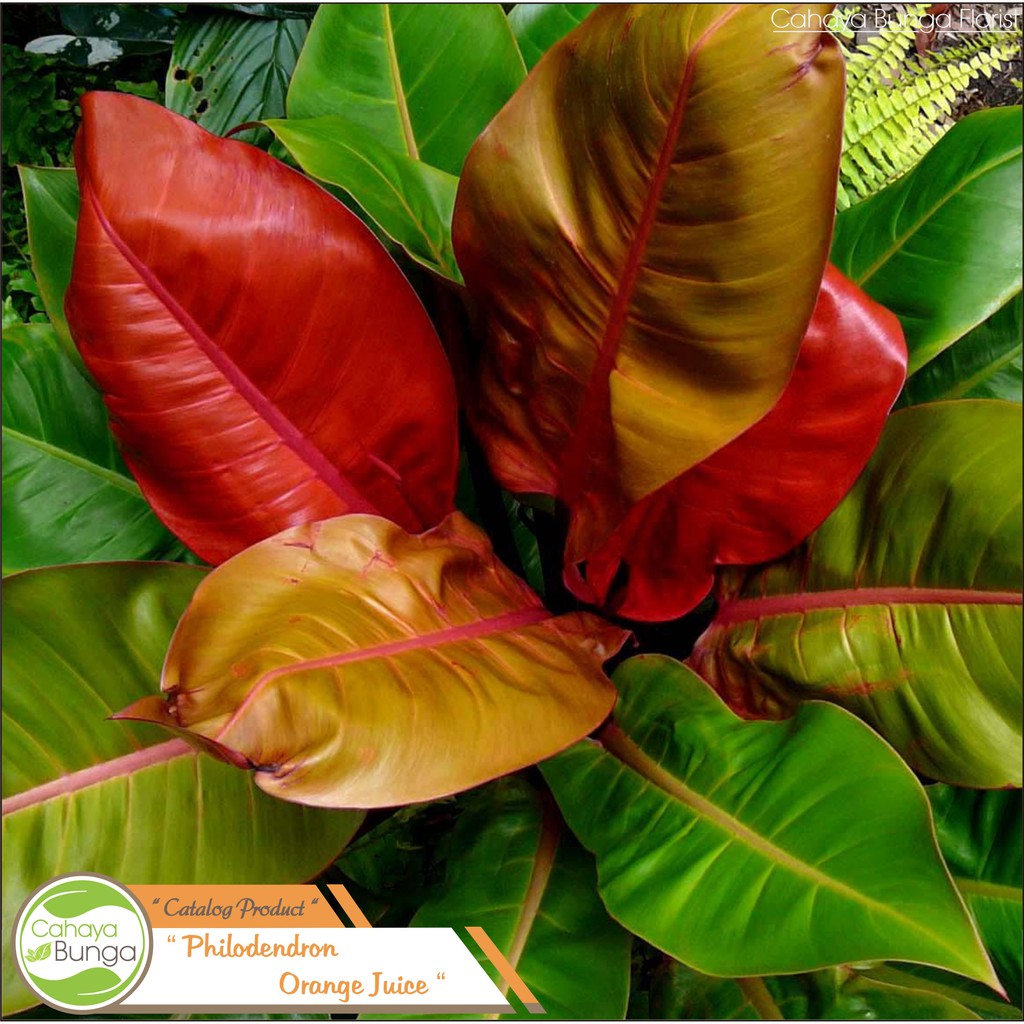 Jual Tanaman Hias Philodendron Orange Juice | Shopee Indonesia