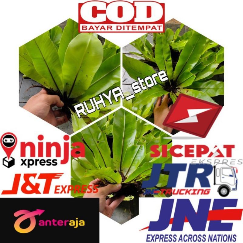 Jual Tanaman Hias Kadaka /Kadaka mini /Kadaka jumbo/Kadaka Hutan ...