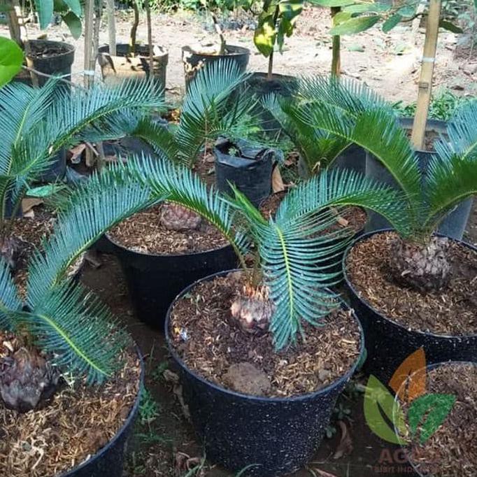 Jual Tanaman Hias Palm Sikas Tanaman Palem Sikas Shopee Indonesia