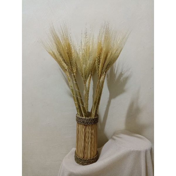 Jual bunga gandum kering bleaching dan natural | Shopee Indonesia