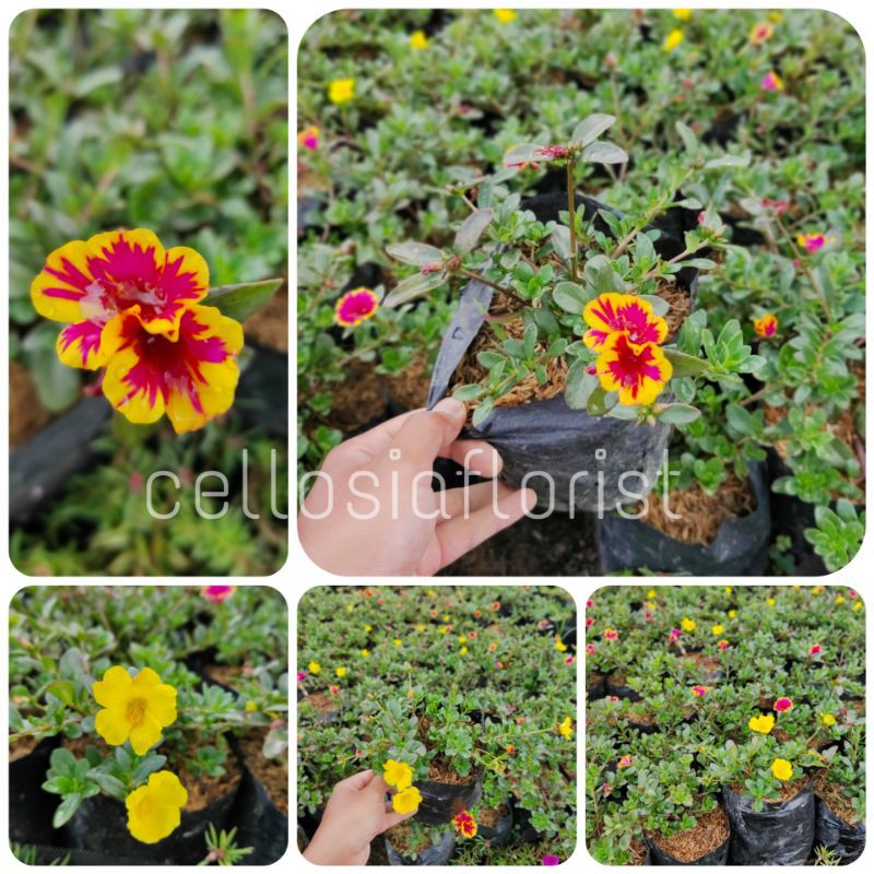 Jual Tanaman Hias Bunga Krokot Portulaca Shopee Indonesia