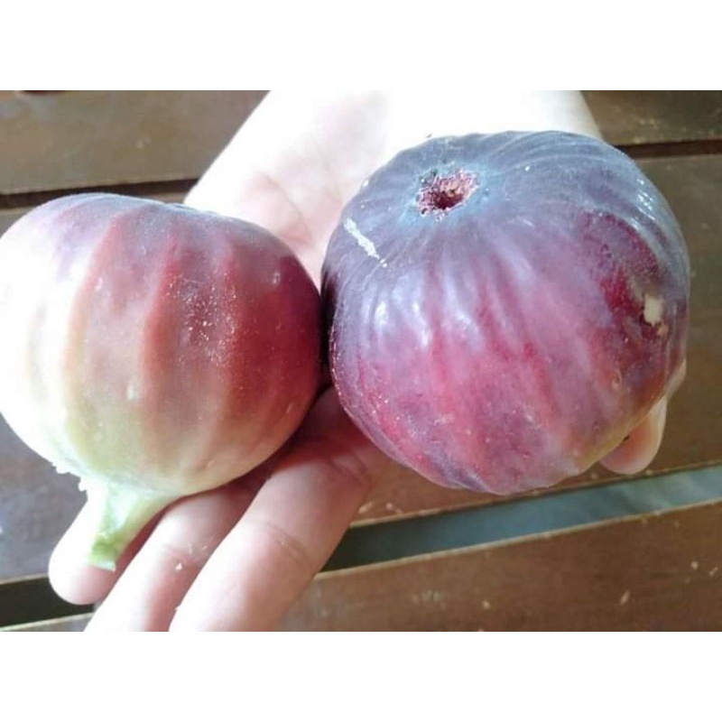 Jual bibit buah tin super produktif jenis BTM6 siap tanam cepat berbuah ...