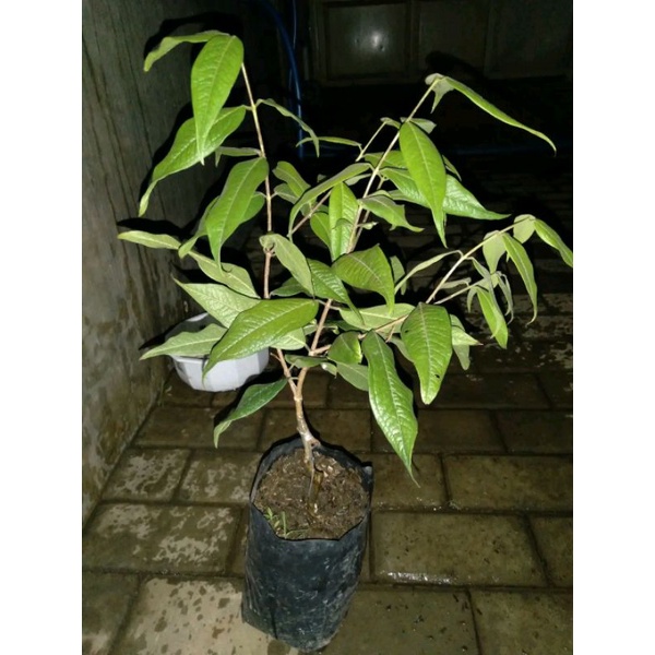 Jual anggur pohon putih (white Jabotica) | Shopee Indonesia