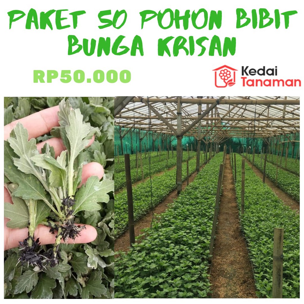 Jual Paket Bibit Bunga Krisan Aster Size Cm Kualitas F Shopee