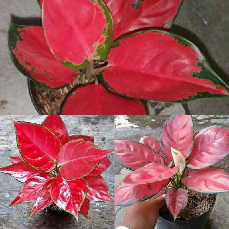 Jual PAKET 3 AGLONEMA SERBA MERAH-SUKSOM-RED ANJA-PINK CATRINA-SIAP ...