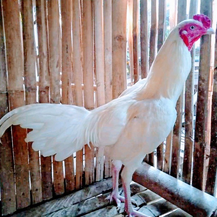 Jual Ayam-Kandang- Ayam Jago Kampung Putih/Usia 6 Bulan -Kandang-Ayam