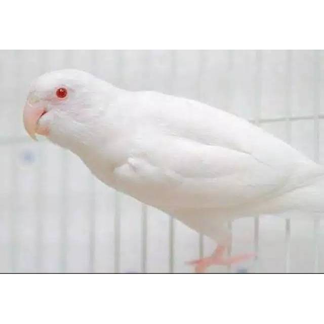 lovebird lutino mata merah