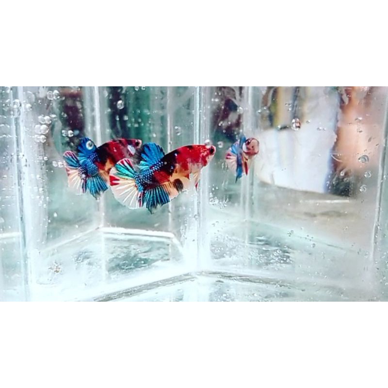 Jual cupang | Shopee Indonesia