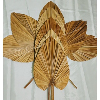 Jual Daun Palem Kering / Rustic / Dekorasi | Shopee Indonesia